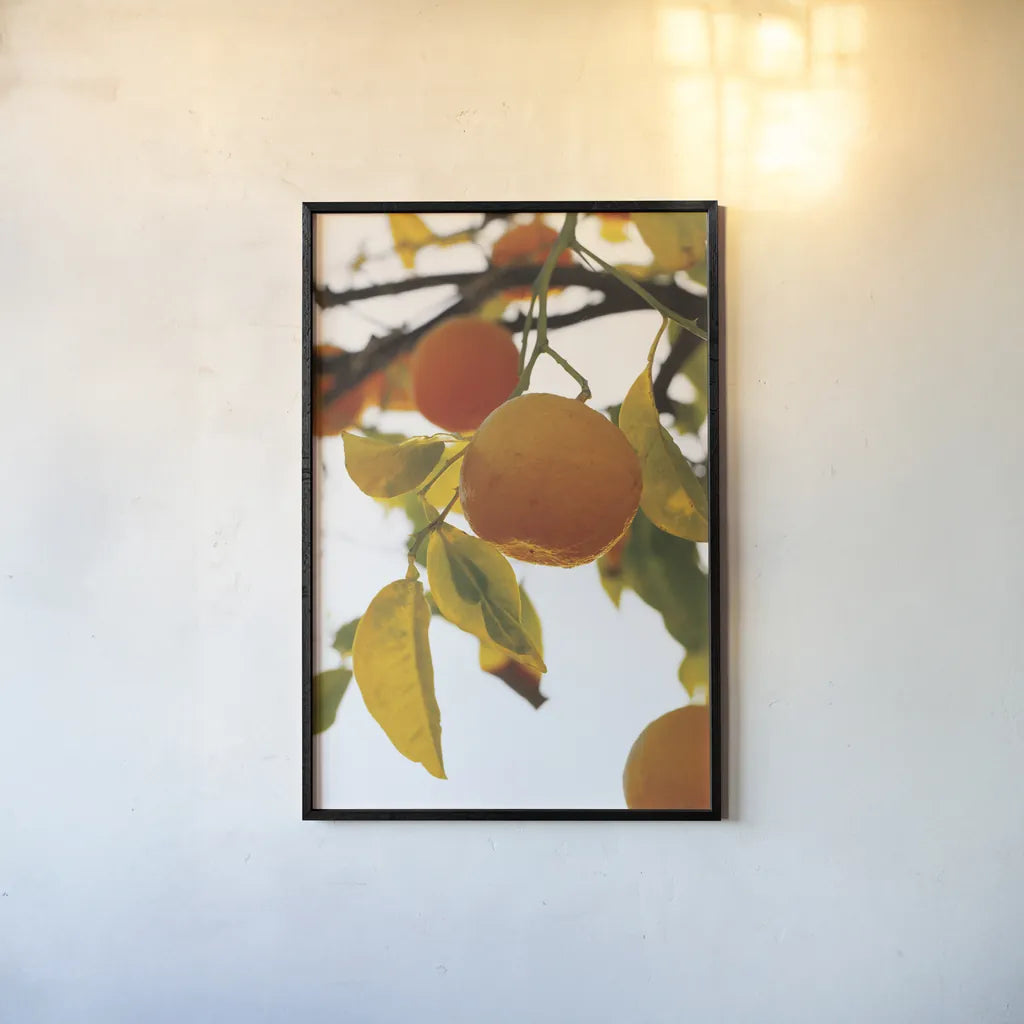Oranges II by Deborah Revell. shown as a paper print in a black flame. Available as a archival giclee rolled canvas, fine art paper, or poster print. SKU 94129h.
