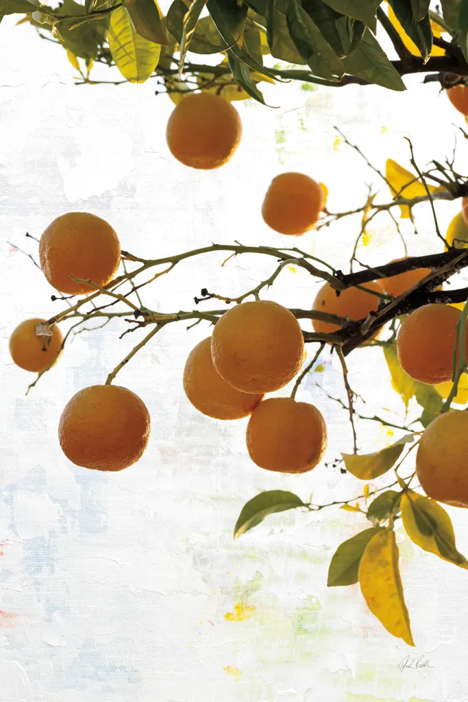 Oranges IV by Deborah Revell. SKU 94131h. Archival Giclee Fine art print for wall decor.