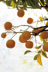 Oranges IV by Deborah Revell. SKU 94131h. Archival Giclee Fine art print for wall decor.