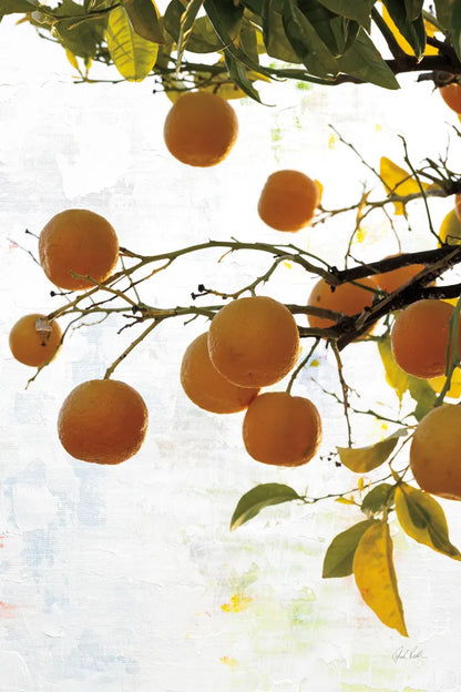 Oranges IV by Deborah Revell. SKU 94131h. Archival Giclee Fine art print for wall decor.