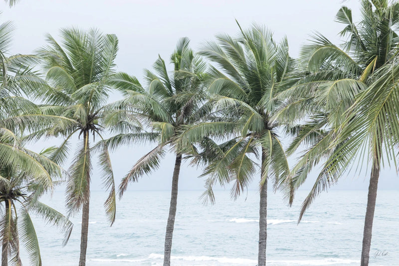 Palm Breeze by Deborah Revell