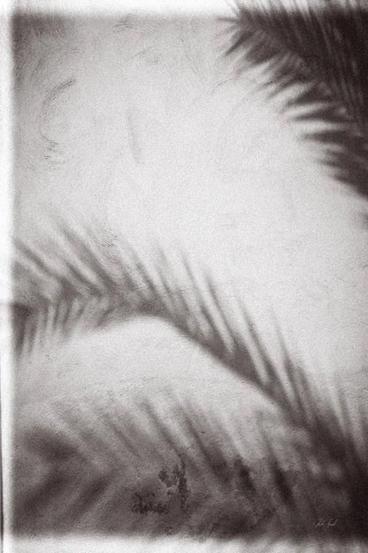 Palm Shadow Afternoon I by Deborah Revell. SKU 94352h. Archival Giclee Fine art print for wall decor.