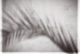 Palm Shadow Afternoon II by Deborah Revell. SKU 94353i. Archival Giclee Fine art print for wall decor.