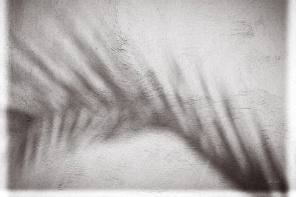 Palm Shadow Afternoon II by Deborah Revell. SKU 94353i. Archival Giclee Fine art print for wall decor.