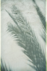 Palm Shadow I by Deborah Revell. SKU 94354h. Archival Giclee Fine art print for wall decor.