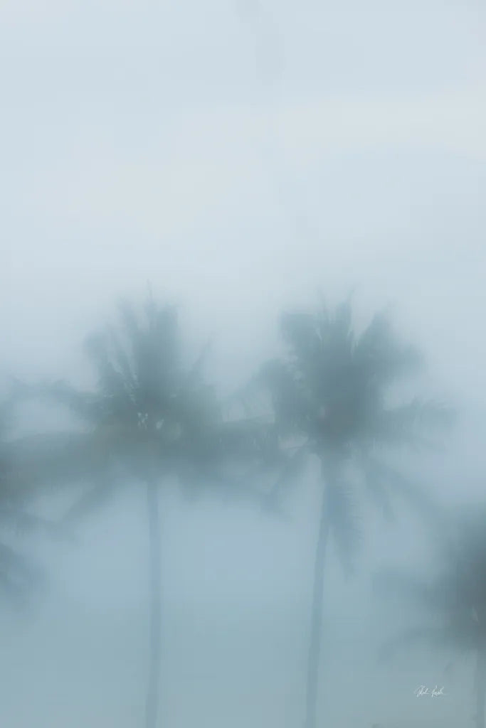 Palms in the Mist I by Deborah Revell. SKU 104906h. Archival Giclee Fine art print for wall decor.