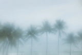 Palms in the Mist III by Deborah Revell. SKU 104908i. Archival Giclee Fine art print for wall decor.