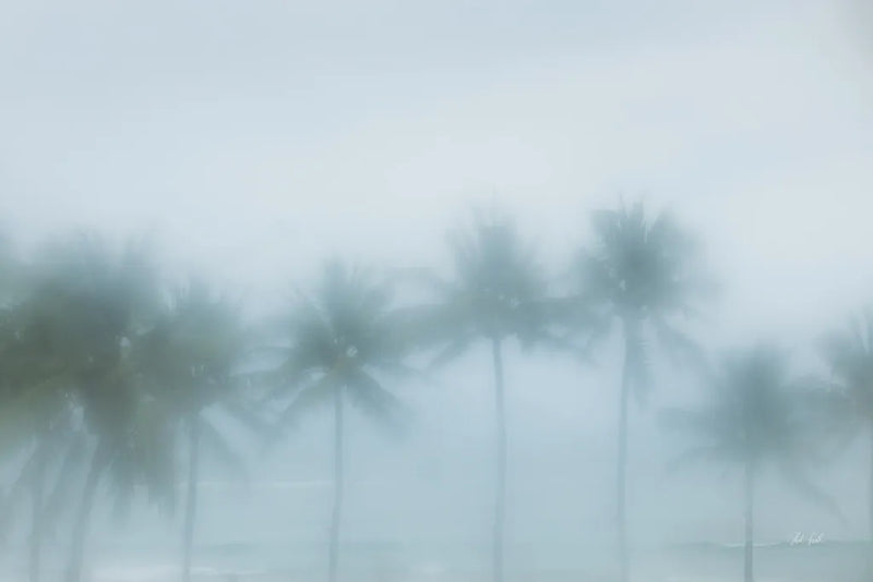 Palms in the Mist III by Deborah Revell. SKU 104908i. Archival Giclee Fine art print for wall decor.