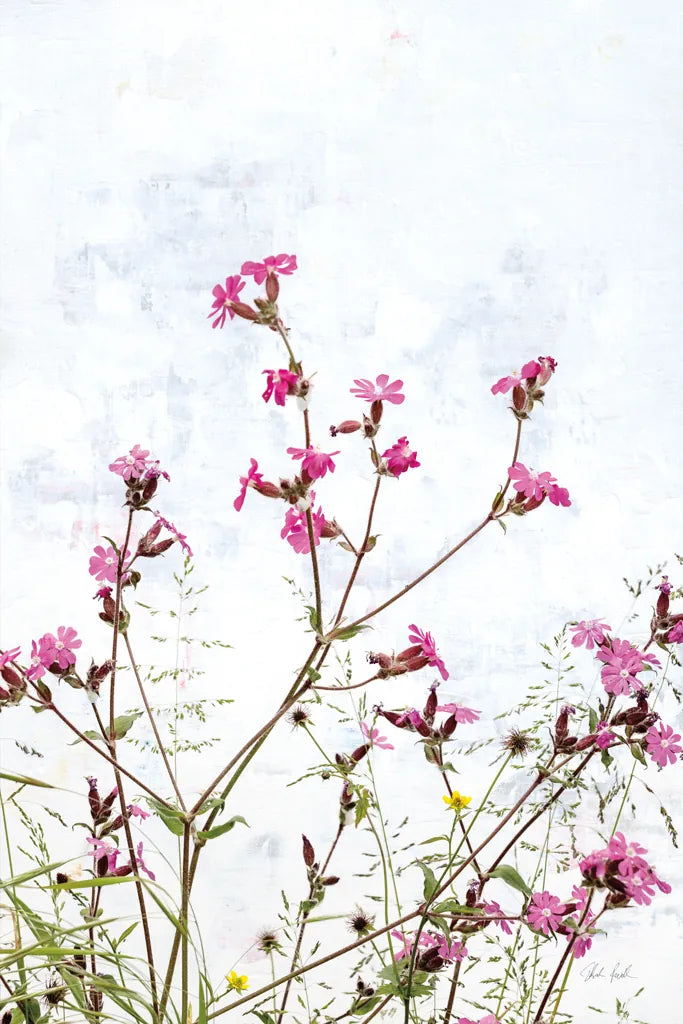 Pink Campion by Deborah Revell. SKU 93429h. Archival Giclee Fine art print for wall decor.