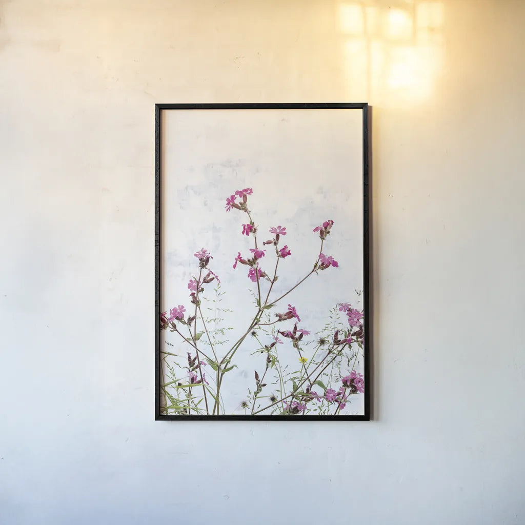 Pink Campion by Deborah Revell. shown as a paper print in a black flame. Available as a archival giclee rolled canvas, fine art paper, or poster print. SKU 93429h.
