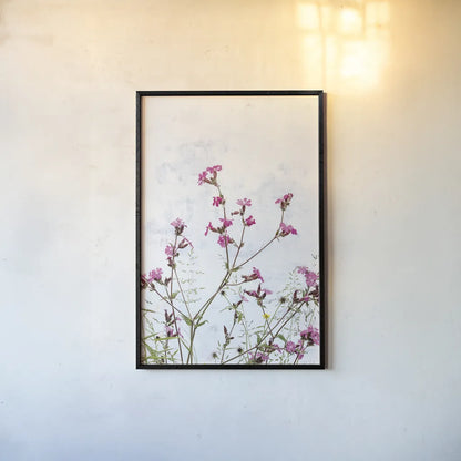 Pink Campion by Deborah Revell. shown as a paper print in a black flame. Available as a archival giclee rolled canvas, fine art paper, or poster print. SKU 93429h.