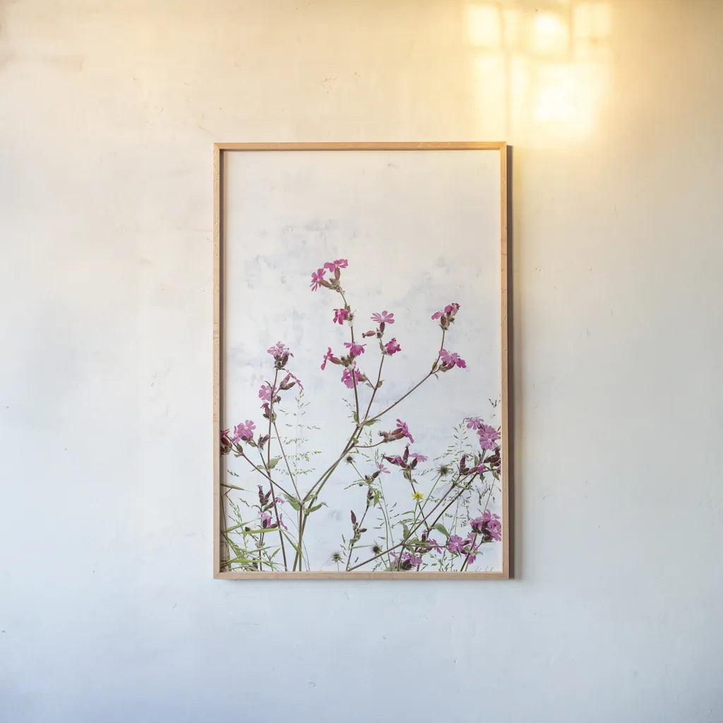 Pink Campion by Deborah Revell. shown as a paper print in a natural frame. Available as a archival giclee rolled canvas, fine art paper, or poster print. SKU 93429h.