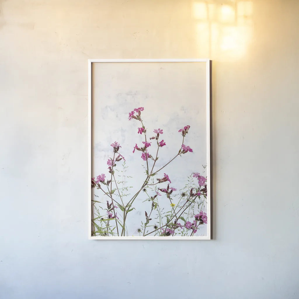 Pink Campion by Deborah Revell. shown as a paper print in a white frame. Available as a archival giclee rolled canvas, fine art paper, or poster print. SKU 93429h.