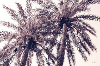 Pink Palms Horizontal by Deborah Revell. SKU 94378i. Archival Giclee Fine art print for wall decor.
