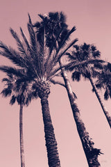 Pink Palms II by Deborah Revell. SKU 94376h. Archival Giclee Fine art print for wall decor.