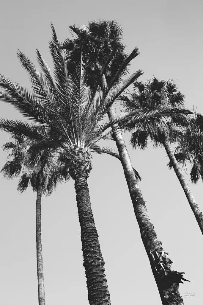 Pink Palms II BW by Deborah Revell. SKU 95504h. Archival Giclee Fine art print for wall decor.