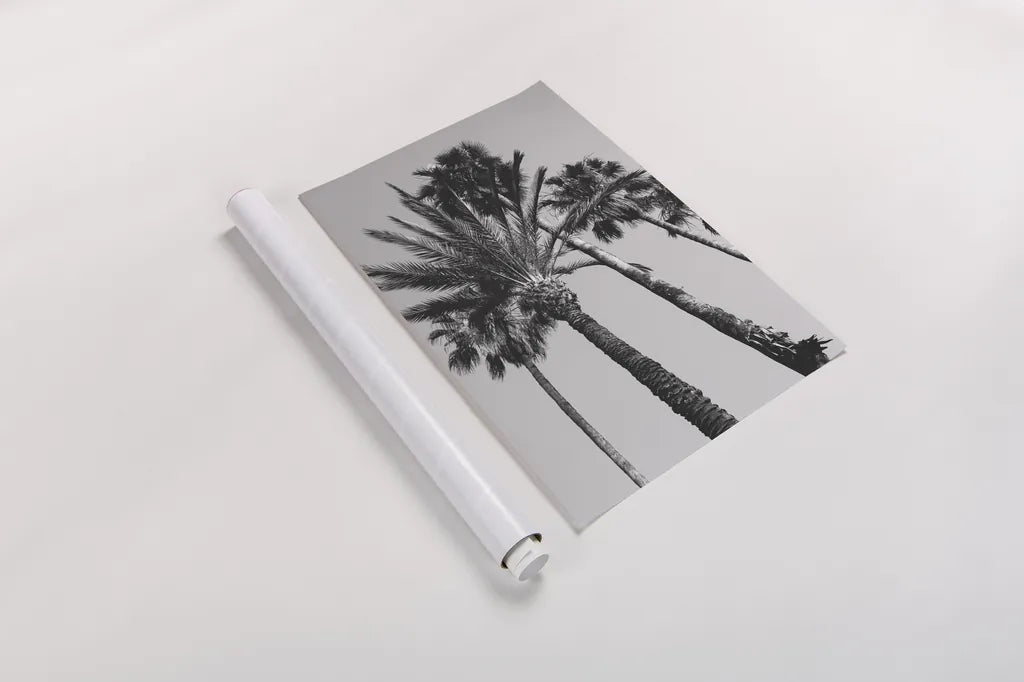 Pink Palms II BW by Deborah Revell. shown as a rolled paper print. Available as archival giclee rolled canvas, fine art paper, or poster print. SKU 95504h.