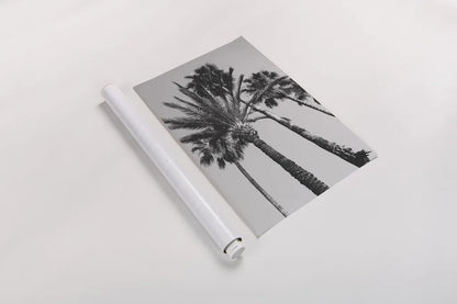 Pink Palms II BW by Deborah Revell. shown as a rolled paper print. Available as archival giclee rolled canvas, fine art paper, or poster print. SKU 95504h.