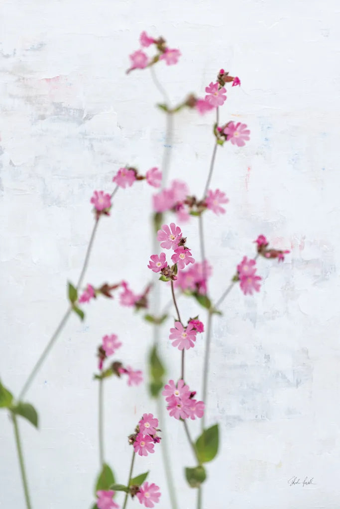 Pink Silene by Deborah Revell. SKU 93421h. Archival Giclee Fine art print for wall decor.