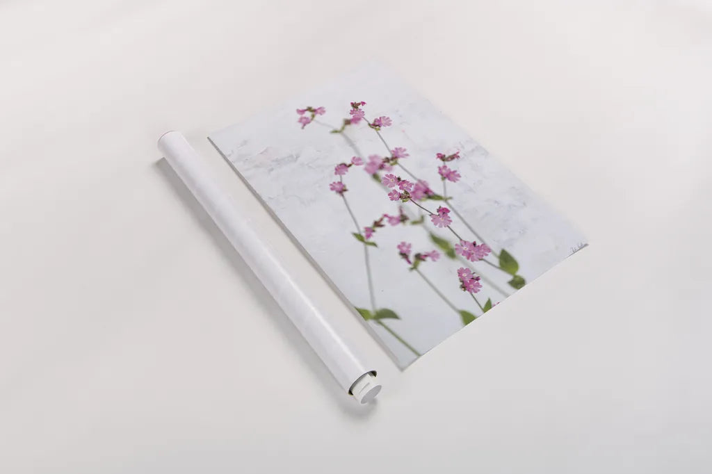Pink Silene by Deborah Revell. shown as a rolled paper print. Available as archival giclee rolled canvas, fine art paper, or poster print. SKU 93421h.