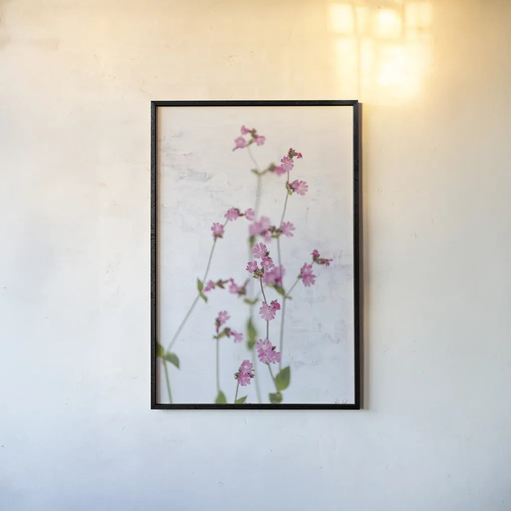 Pink Silene by Deborah Revell. shown as a paper print in a black flame. Available as a archival giclee rolled canvas, fine art paper, or poster print. SKU 93421h.