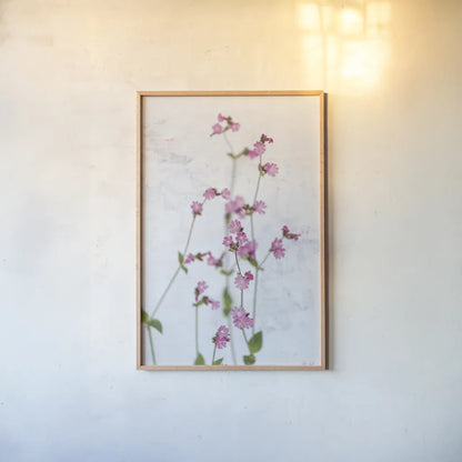 Pink Silene by Deborah Revell. shown as a paper print in a natural frame. Available as a archival giclee rolled canvas, fine art paper, or poster print. SKU 93421h.