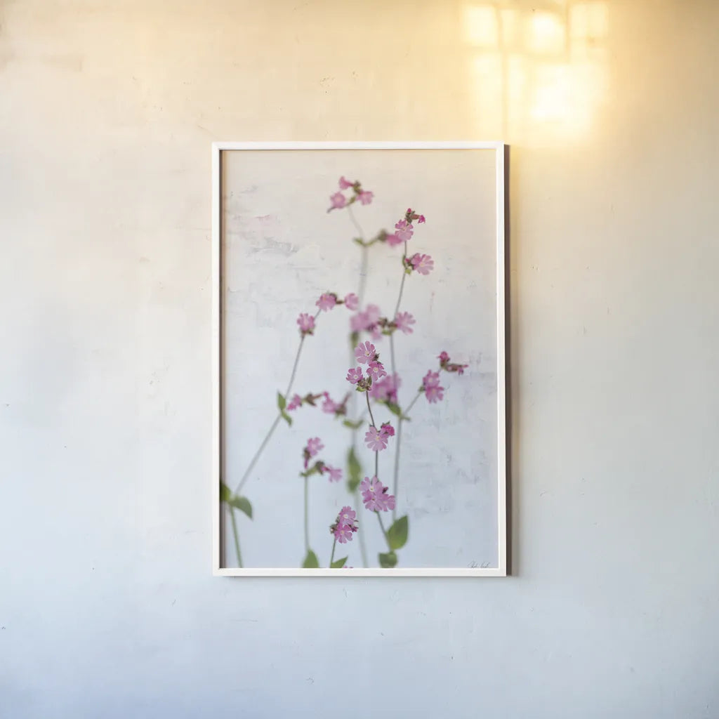 Pink Silene by Deborah Revell. shown as a paper print in a white frame. Available as a archival giclee rolled canvas, fine art paper, or poster print. SKU 93421h.