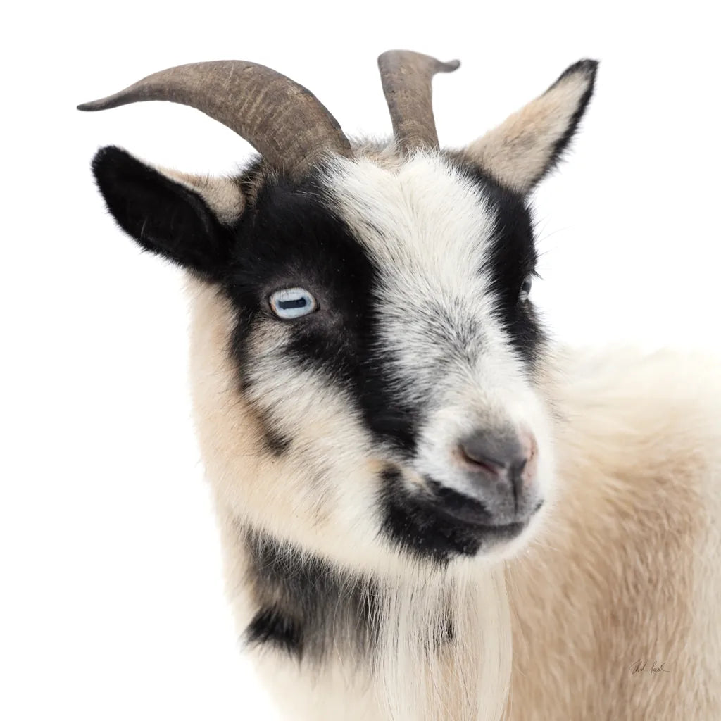 Pippa the Goat I by Deborah Revell. SKU 96297a. Archival Giclee Fine art print for wall decor.
