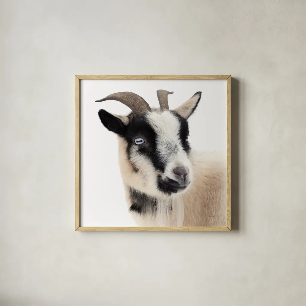 Pippa the Goat I by Deborah Revell. Shown in a natural wood glass frame for a timeless modern aesthetic. Available as an archival giclee rolled canvas, fine art paper, or poster print. SKU 96297a.