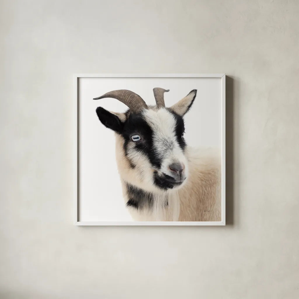 Pippa the Goat I by Deborah Revell. Shown in a crisp white glass frame for a clean and minimalist style. Available as an archival giclee rolled canvas, fine art paper, or poster print. SKU 96297a.