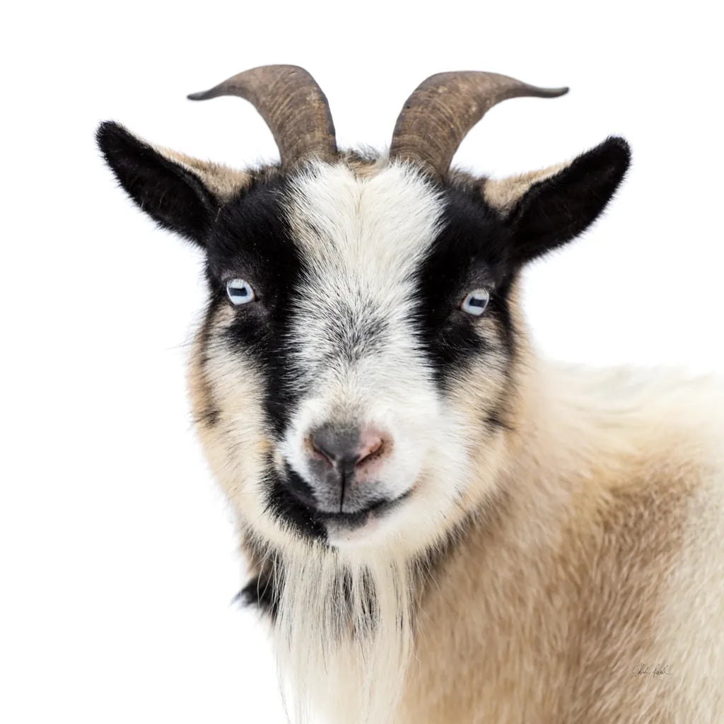 Pippa the Goat II by Deborah Revell. SKU 96298a. Archival Giclee Fine art print for wall decor.