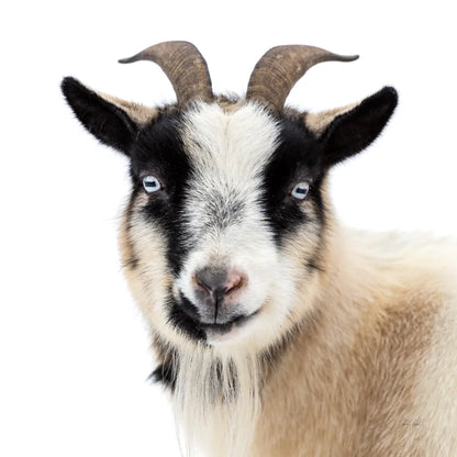 Pippa the Goat II by Deborah Revell. SKU 96298a. Archival Giclee Fine art print for wall decor.