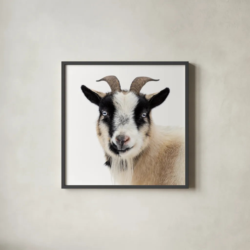 Pippa the Goat II by Deborah Revell. Shown in a sleek black glass frame for a contemporary gallery look. Available as an archival giclee rolled canvas, fine art paper, or poster print. SKU 96298a.
