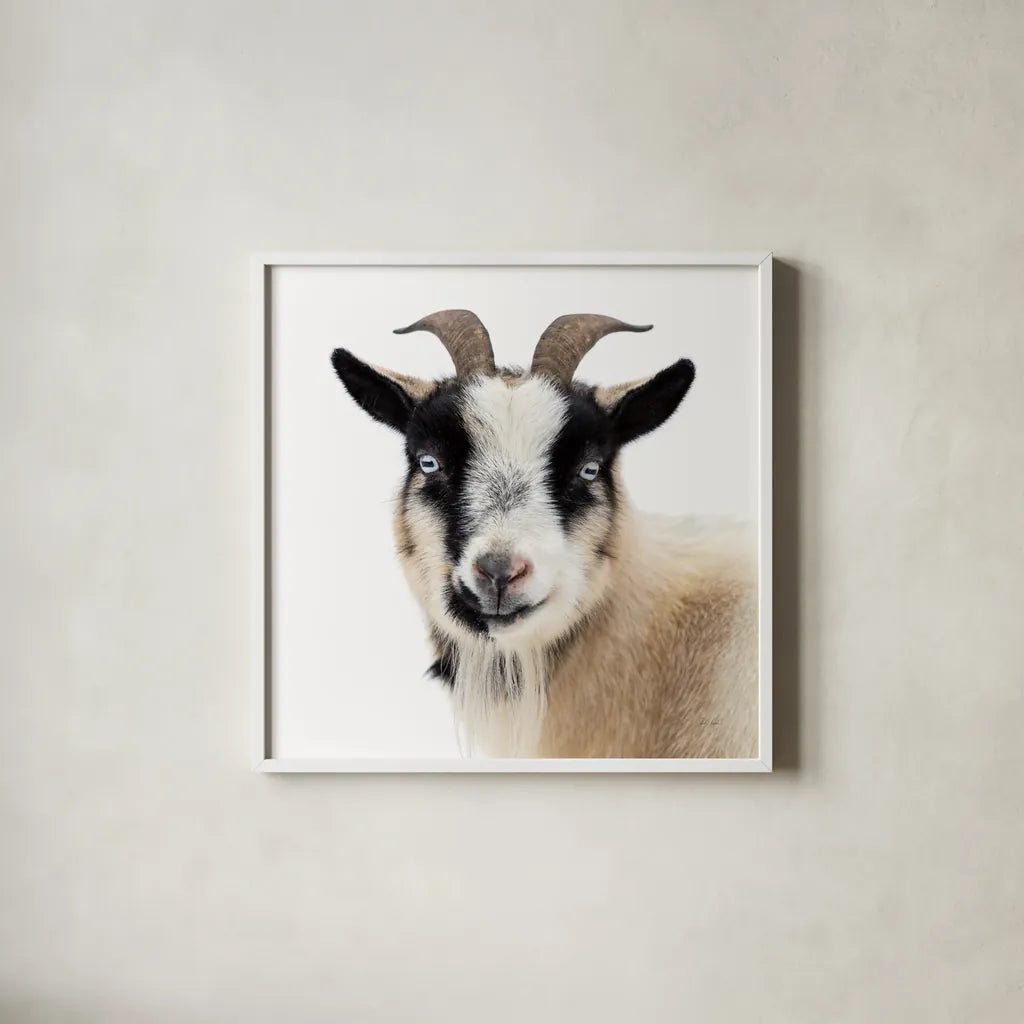 Pippa the Goat II by Deborah Revell. Shown in a crisp white glass frame for a clean and minimalist style. Available as an archival giclee rolled canvas, fine art paper, or poster print. SKU 96298a.