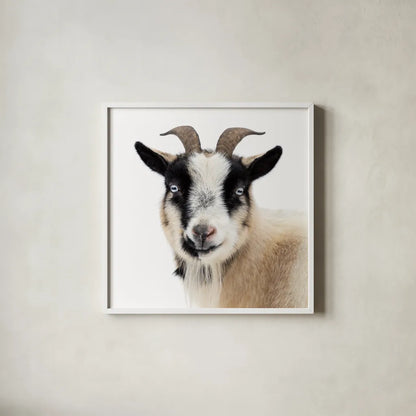 Pippa the Goat II by Deborah Revell. Shown in a crisp white glass frame for a clean and minimalist style. Available as an archival giclee rolled canvas, fine art paper, or poster print. SKU 96298a.