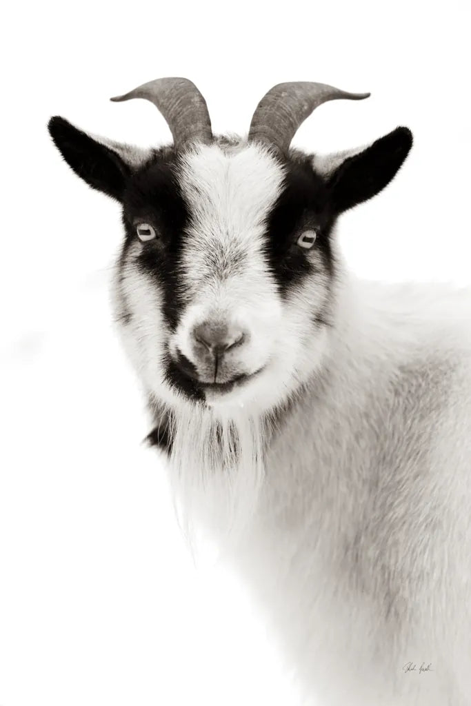 Pippa the Goat II BW by Deborah Revell. SKU 96325h. Archival Giclee Fine art print for wall decor.