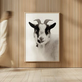 Pippa the Goat II BW by Deborah Revell. shown as over sized large wall art. Available as an archival giclee rolled canvas, fine art paper, or poster print. SKU 96325h.
