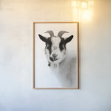 Pippa the Goat II BW by Deborah Revell. shown as a paper print in a natural frame. Available as a archival giclee rolled canvas, fine art paper, or poster print. SKU 96325h.