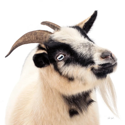 Pippa the Goat III by Deborah Revell. SKU 96299a. Archival Giclee Fine art print for wall decor.