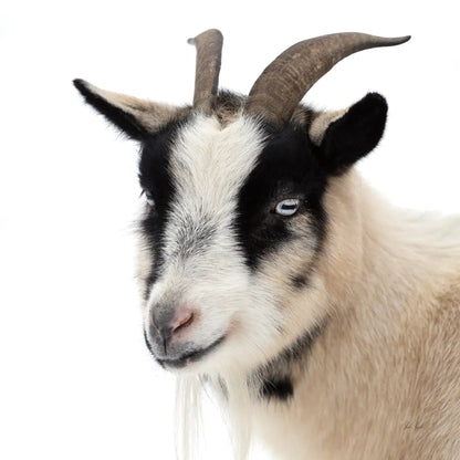 Pippa the Goat IV by Deborah Revell. SKU 96300a. Archival Giclee Fine art print for wall decor.