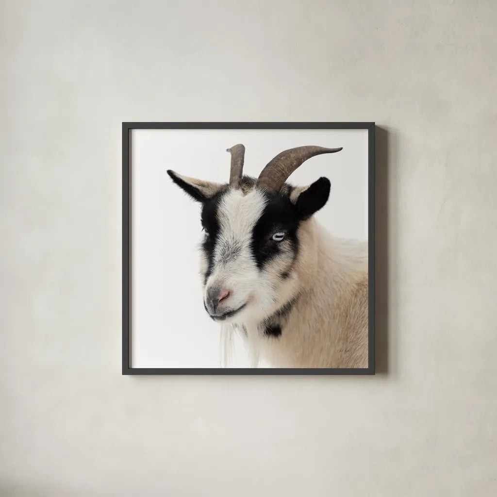 Pippa the Goat IV by Deborah Revell. Shown in a sleek black glass frame for a contemporary gallery look. Available as an archival giclee rolled canvas, fine art paper, or poster print. SKU 96300a.