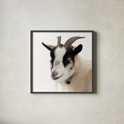 Pippa the Goat IV by Deborah Revell. Shown in a sleek black glass frame for a contemporary gallery look. Available as an archival giclee rolled canvas, fine art paper, or poster print. SKU 96300a.