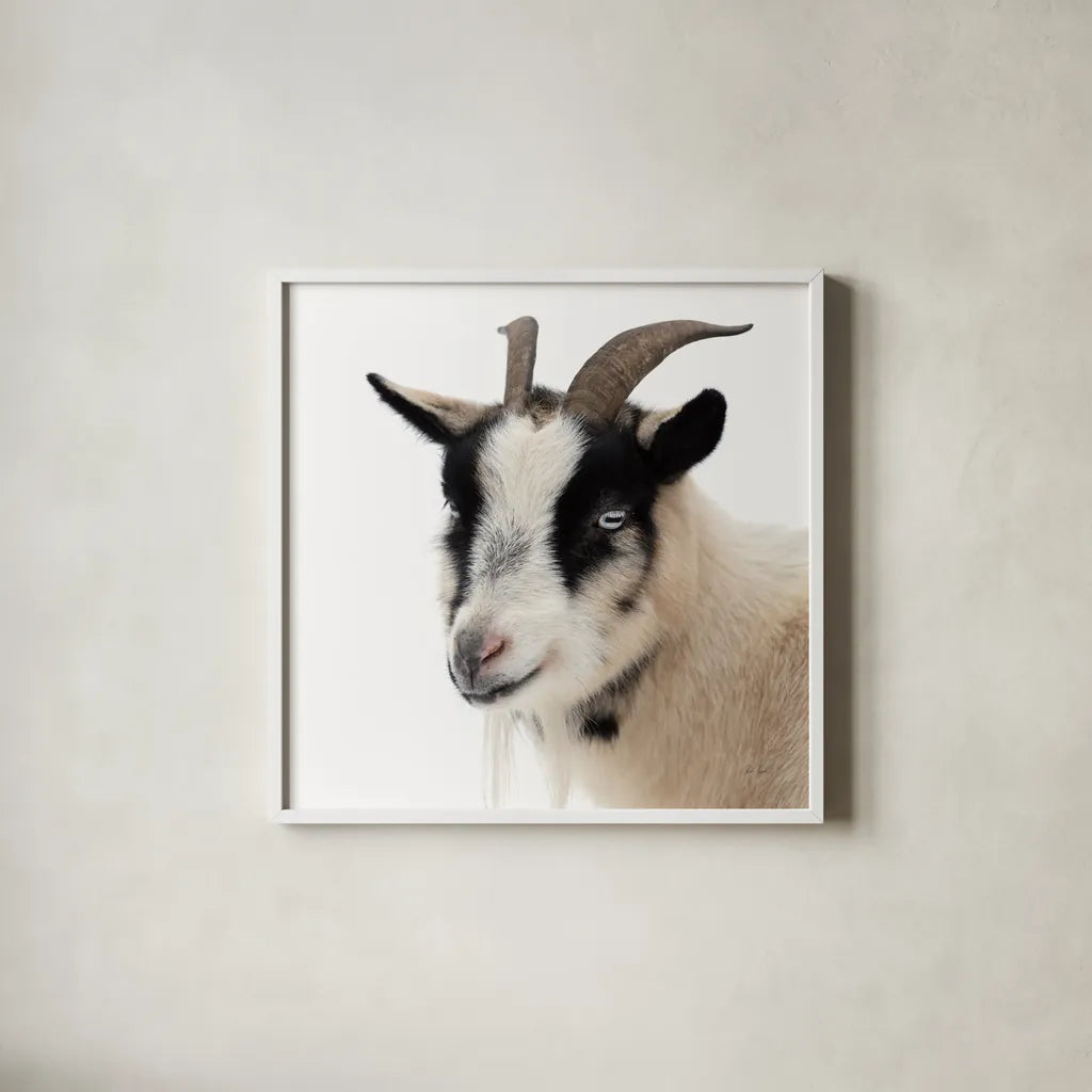 Pippa the Goat IV by Deborah Revell. Shown in a crisp white glass frame for a clean and minimalist style. Available as an archival giclee rolled canvas, fine art paper, or poster print. SKU 96300a.