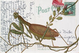 Praying Mantis Postcard by Deborah Revell. SKU 91116i. Archival Giclee Fine art print for wall decor.