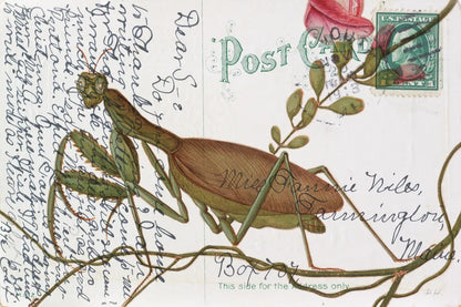Praying Mantis Postcard by Deborah Revell. SKU 91116i. Archival Giclee Fine art print for wall decor.