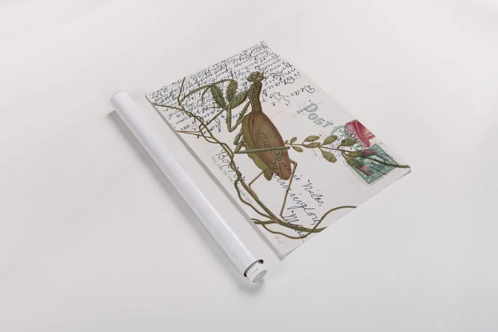 Praying Mantis Postcard by Deborah Revell. shown as a rolled paper print. Available as archival giclee rolled canvas, fine art paper, or poster print. SKU 91116i.