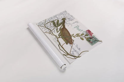 Praying Mantis Postcard by Deborah Revell. shown as a rolled paper print. Available as archival giclee rolled canvas, fine art paper, or poster print. SKU 91116i.
