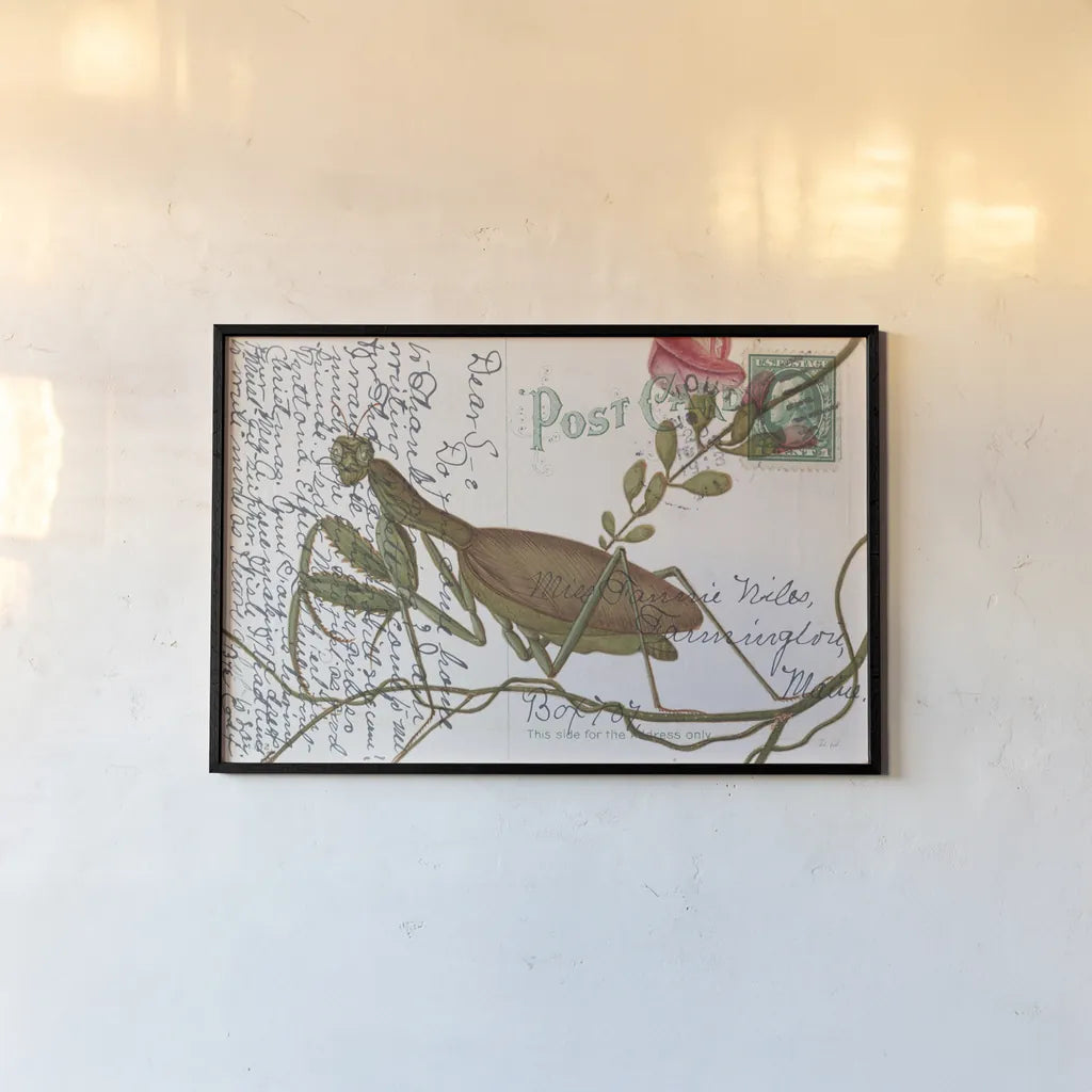 Praying Mantis Postcard by Deborah Revell. shown as a paper print in a black flame. Available as a archival giclee rolled canvas, fine art paper, or poster print. SKU 91116i.