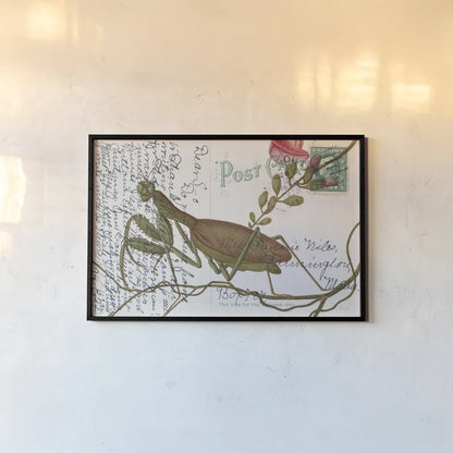 Praying Mantis Postcard by Deborah Revell. shown as a paper print in a black flame. Available as a archival giclee rolled canvas, fine art paper, or poster print. SKU 91116i.