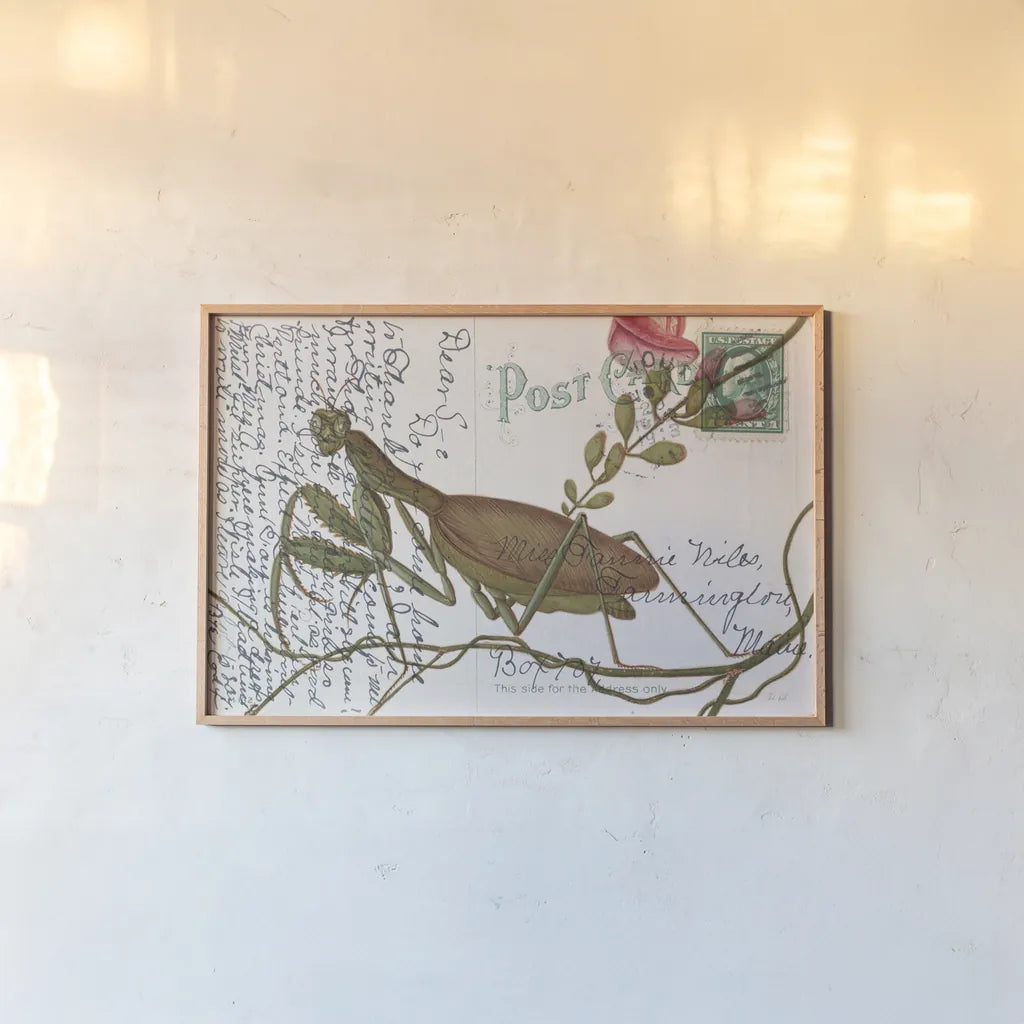 Praying Mantis Postcard by Deborah Revell. shown as a paper print in a natural frame. Available as a archival giclee rolled canvas, fine art paper, or poster print. SKU 91116i.